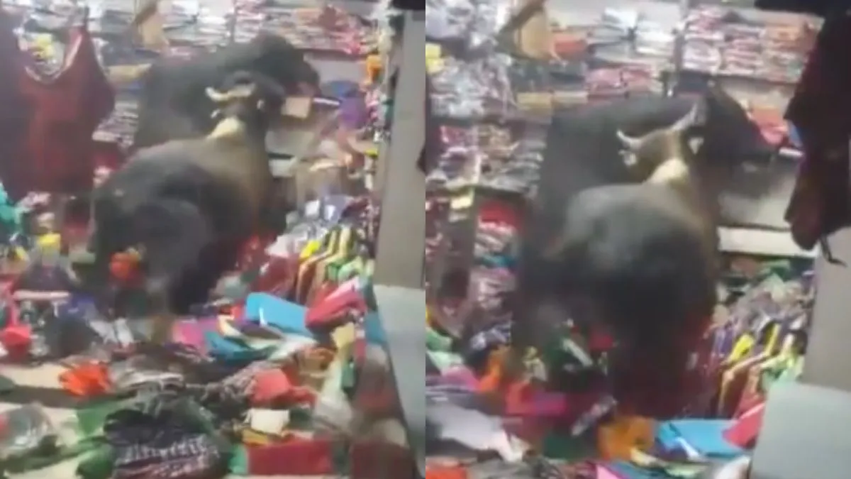 लड़ते हुए दो सांड ने दुकान की हालत खराब कर दी- India TV Hindi