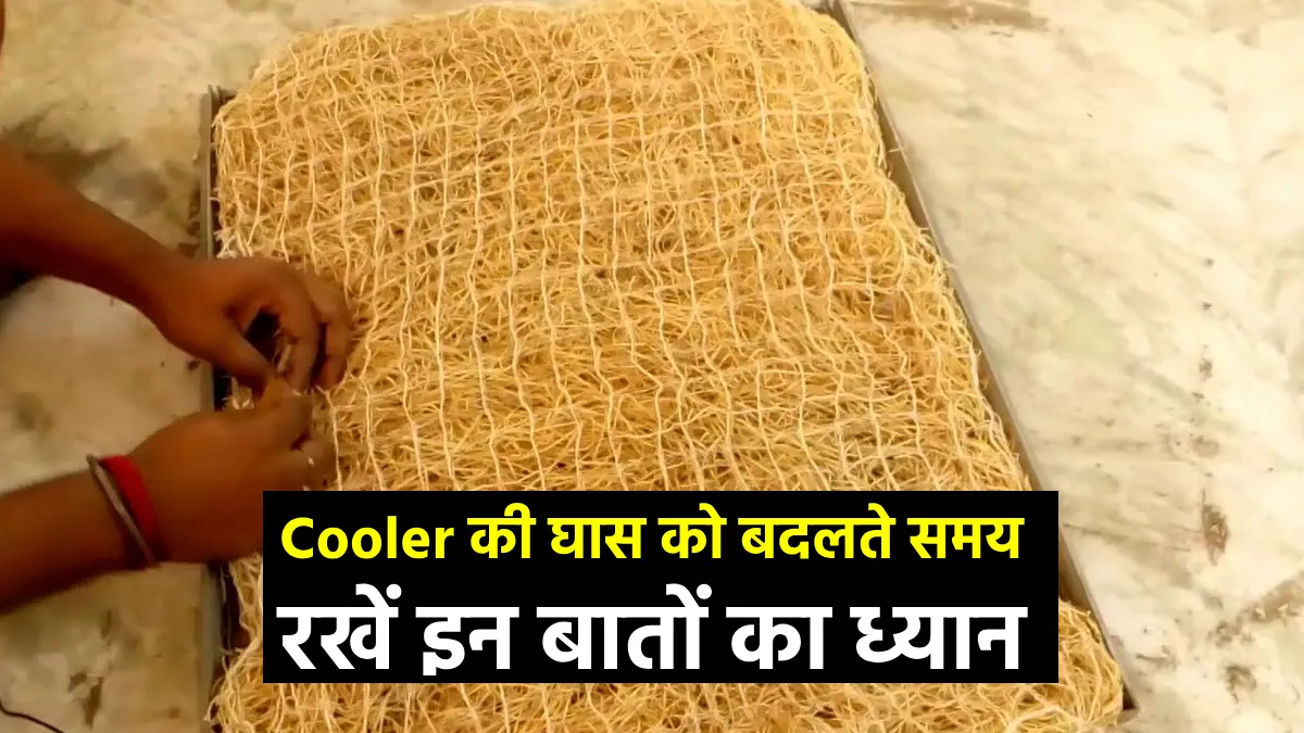 Cooler Grass- India TV Hindi