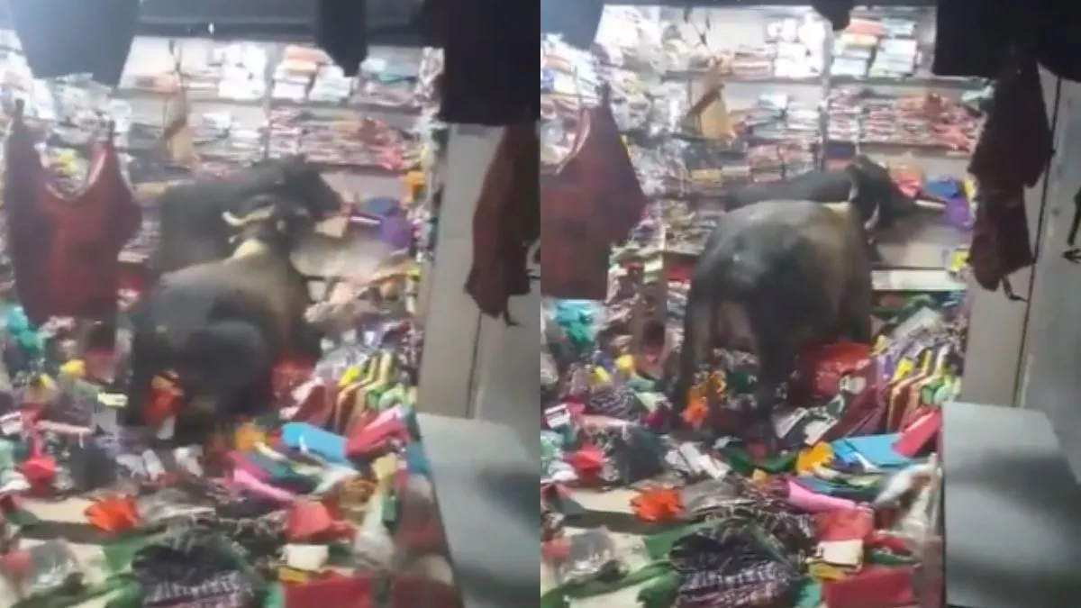 दुकान में लड़ते हुए दो सांड- India TV Hindi