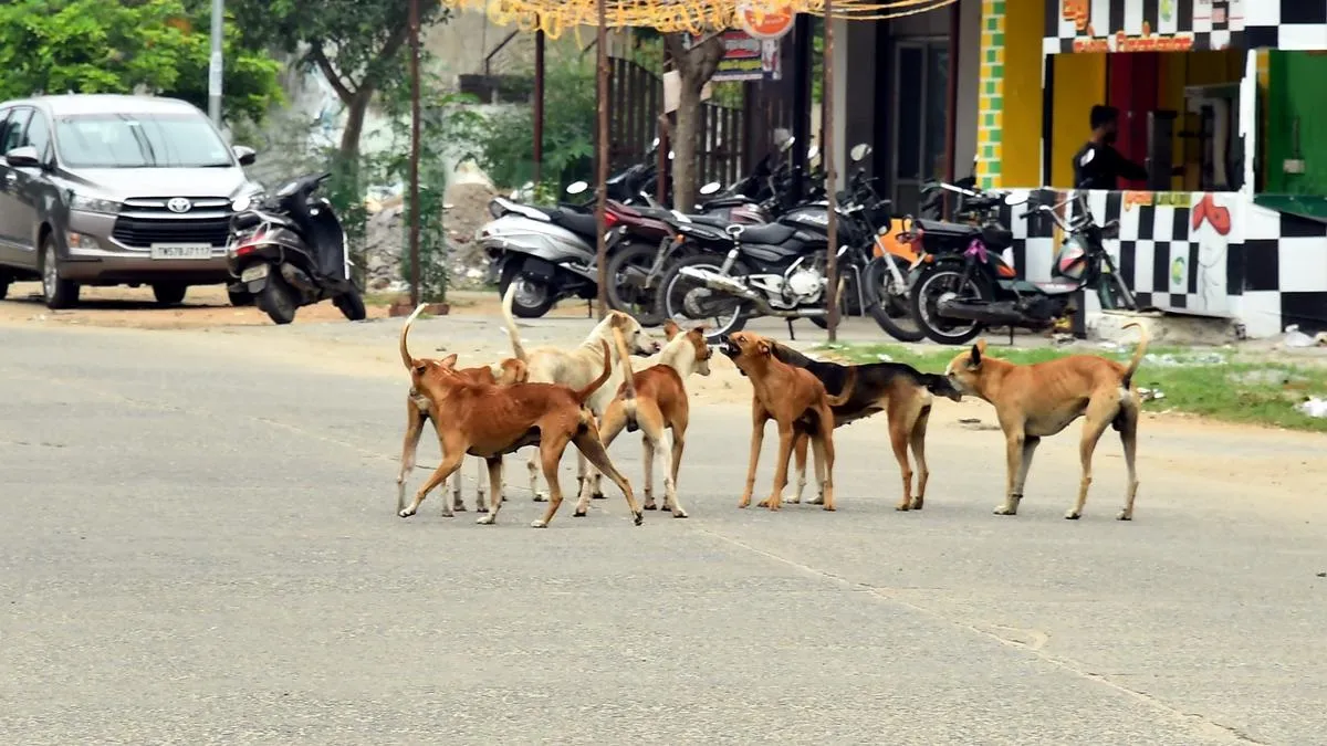 stray dogs- India TV Hindi
