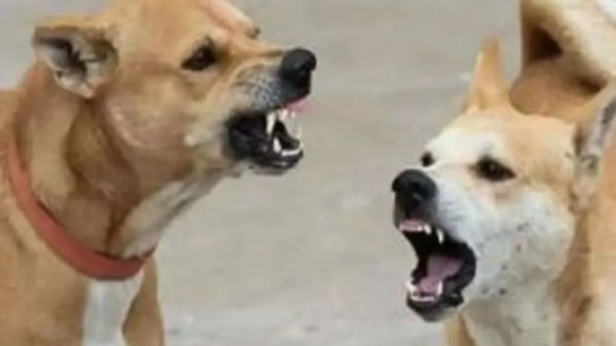 stray dogs killed minor- India TV Hindi