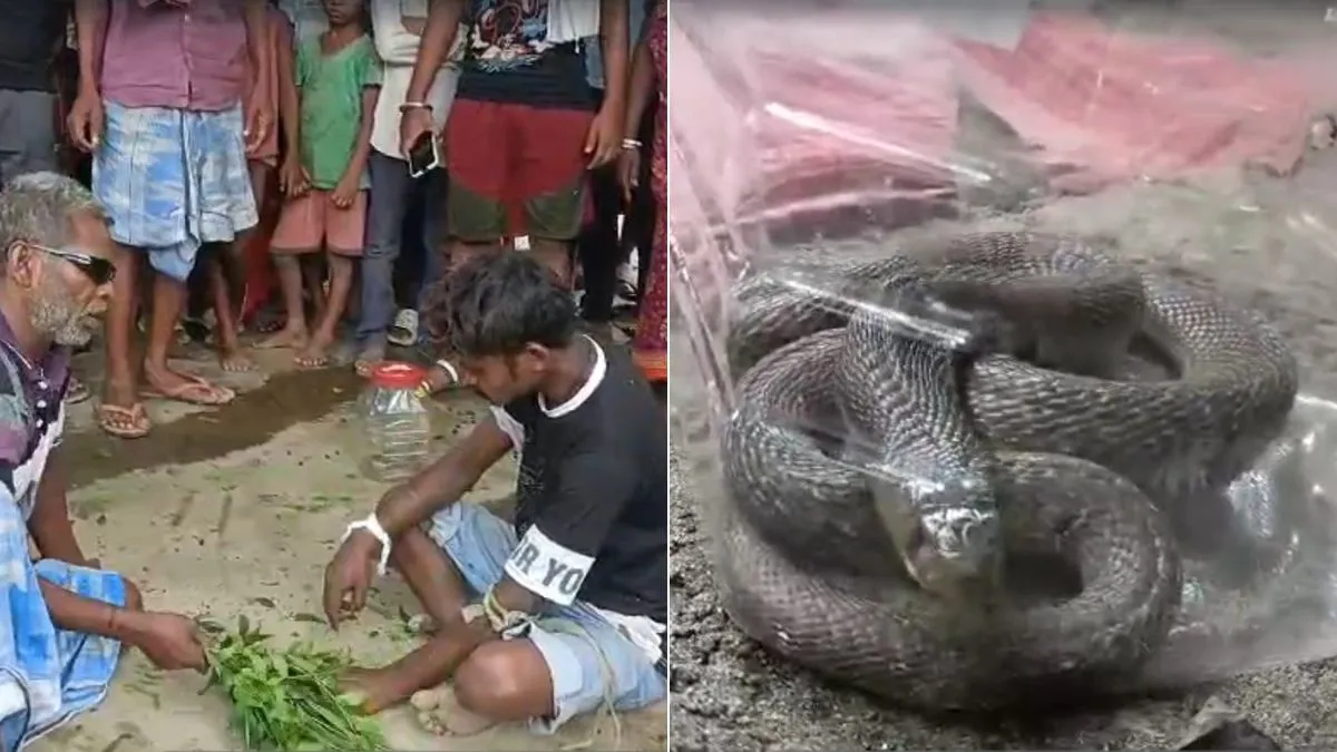 katihar snake bite- India TV Hindi