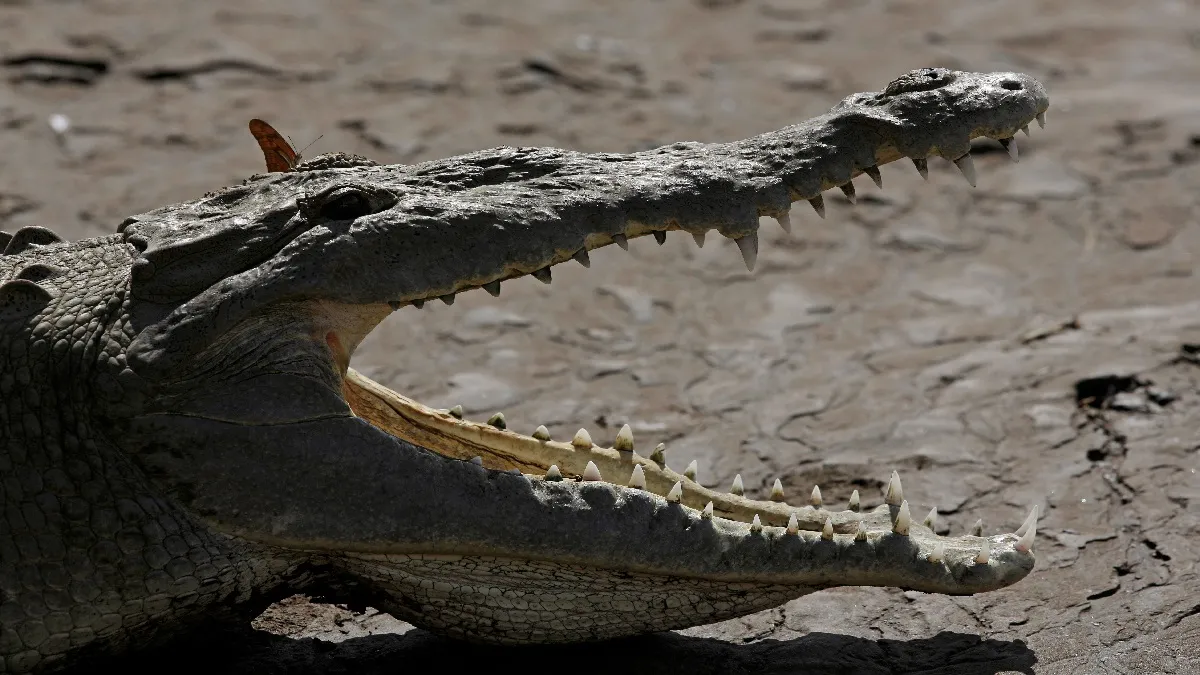 Crocodile- India TV Hindi