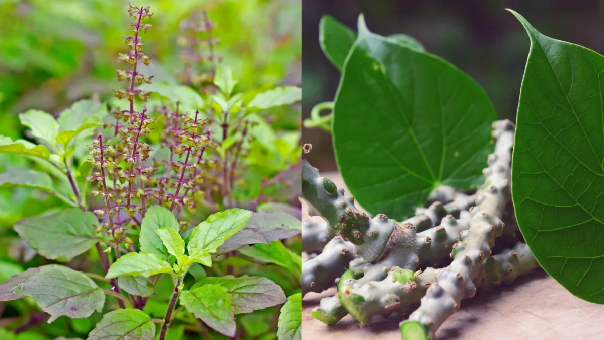 Tulsi and Giloy Health Benefits - India TV Hindi