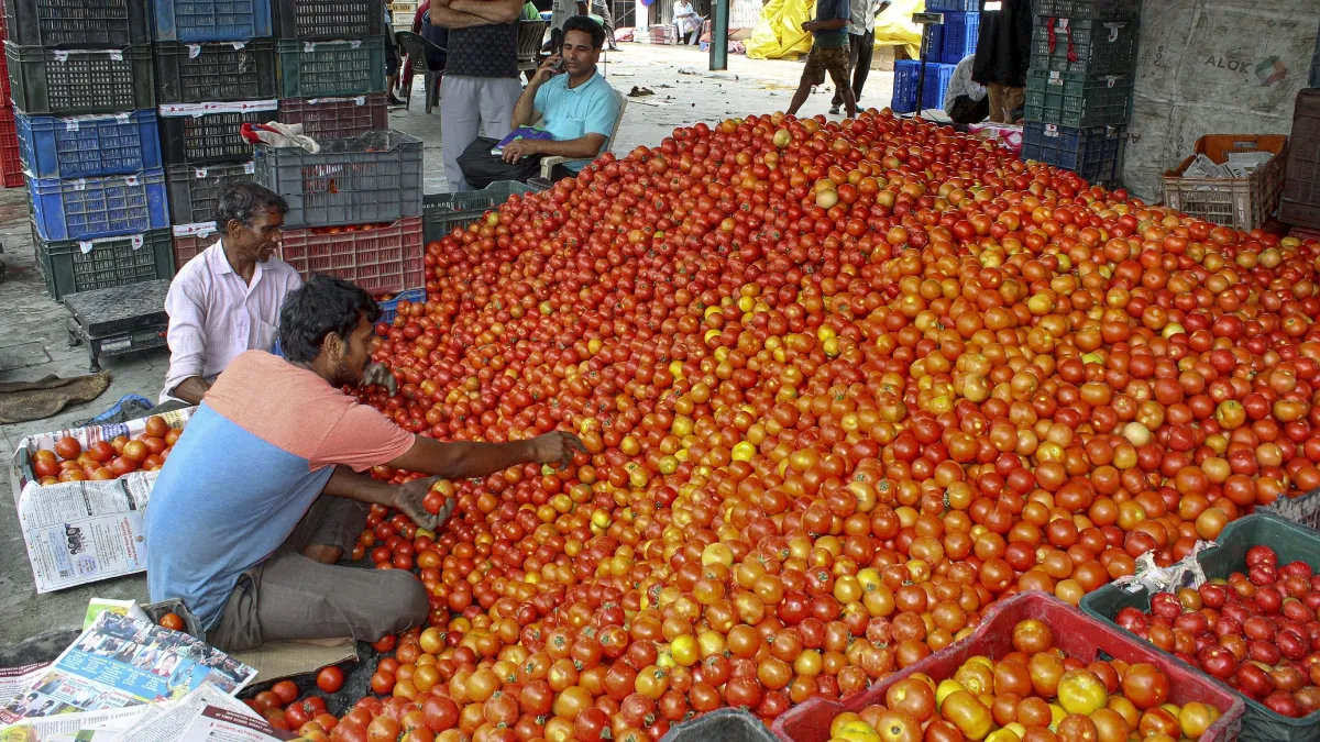 Tomatos- India TV Hindi