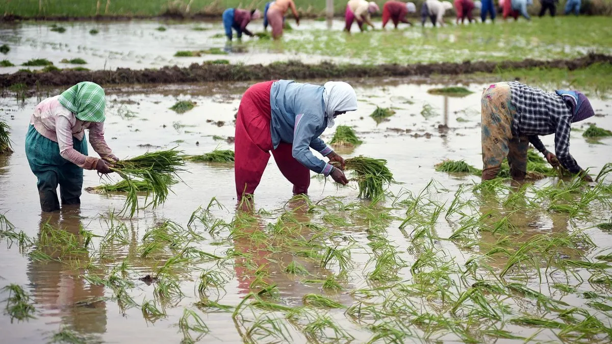 Sowing of crops- India TV Paisa