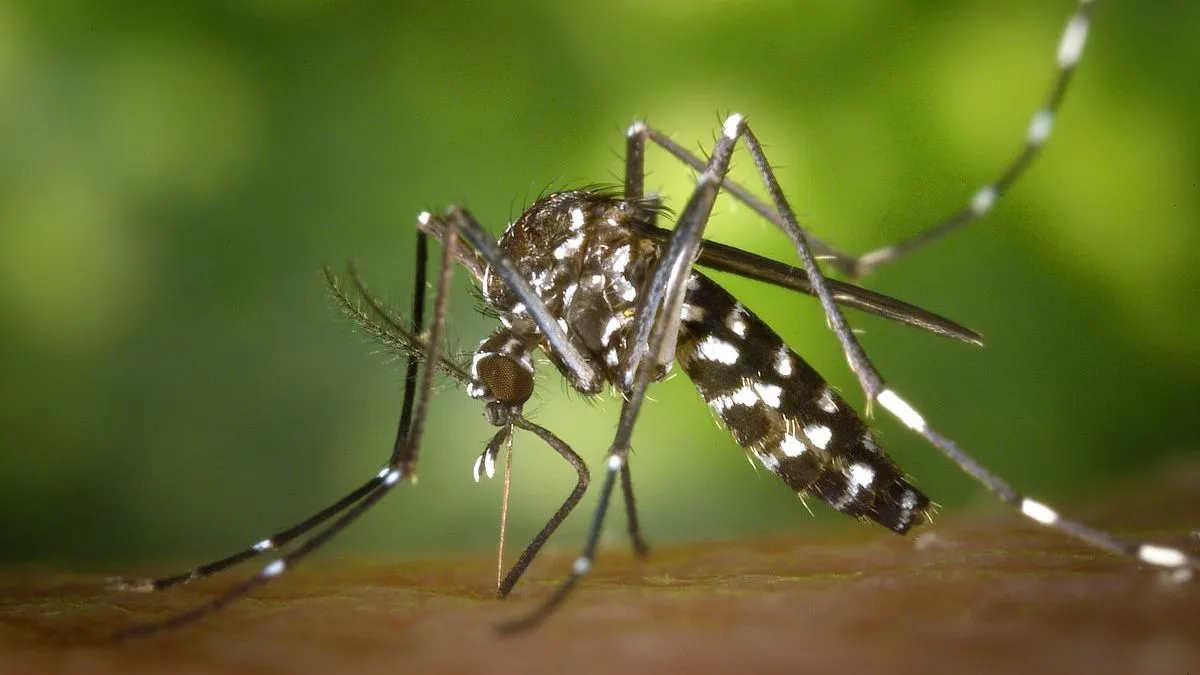 Zika virus- India TV Hindi
