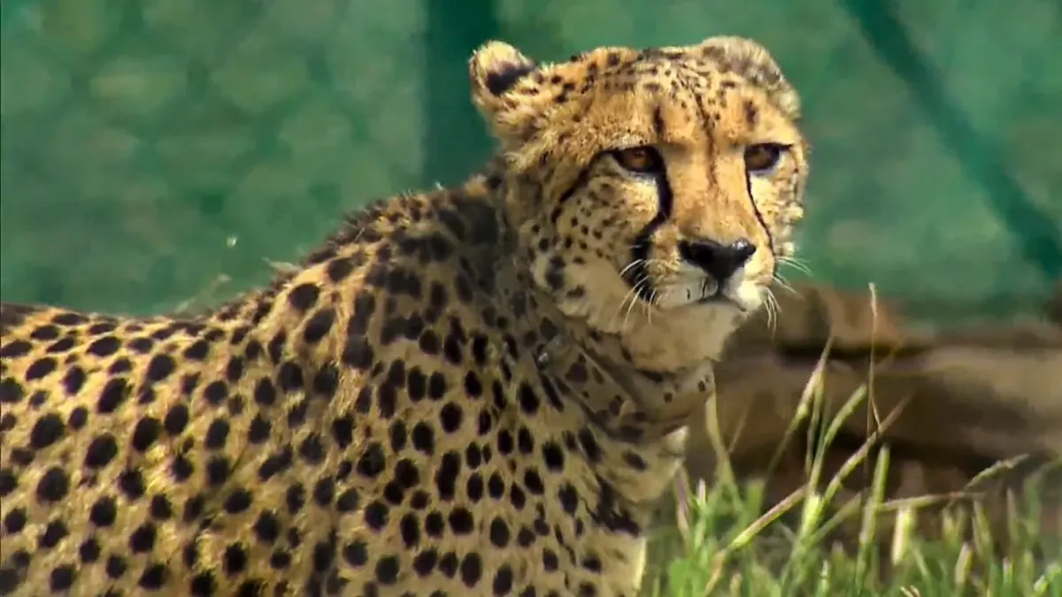 Namibian male cheetah pawan dies at Kuno Park - India TV Hindi