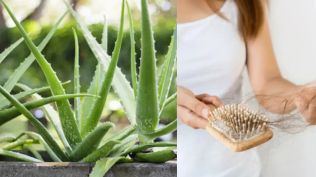 Aloe vera for hair benefits- India TV Hindi