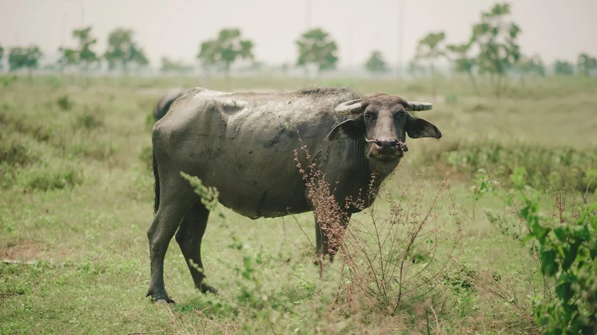 Patna- India TV Hindi