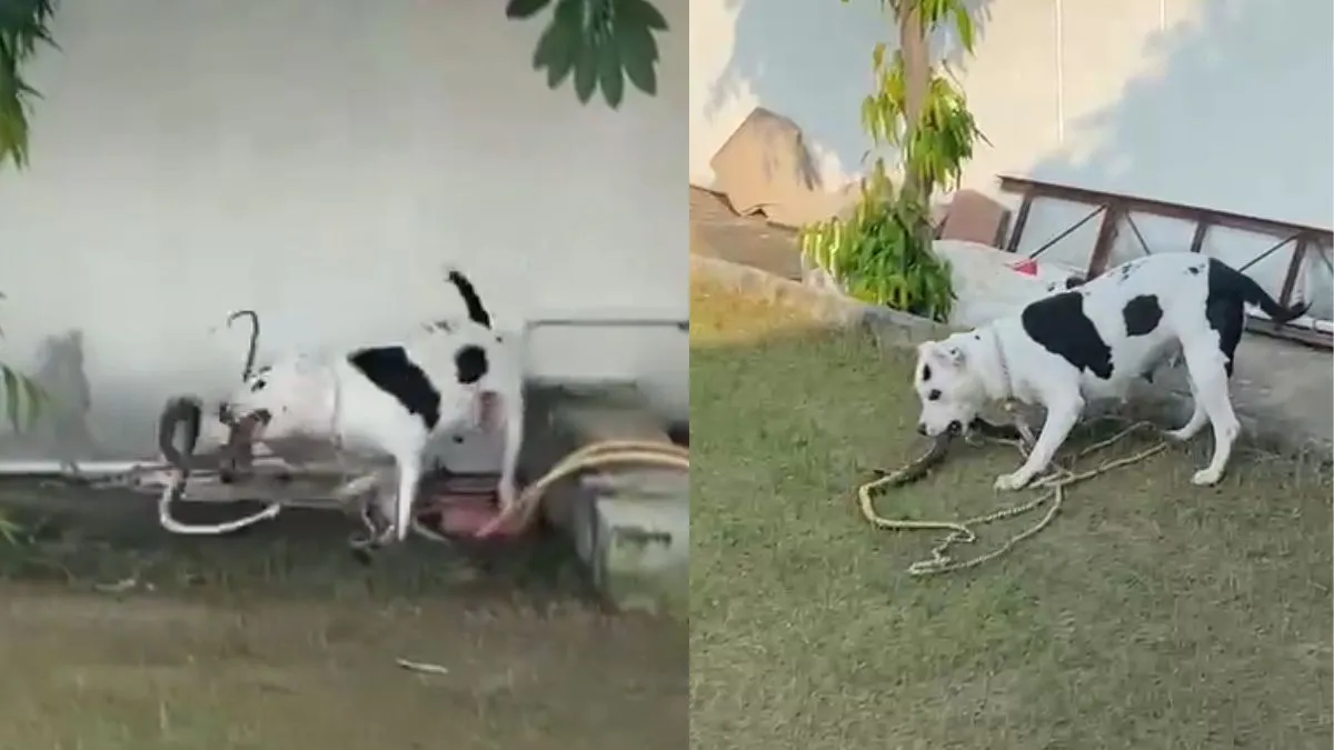 Pitbull dog, cobra snake- India TV Hindi