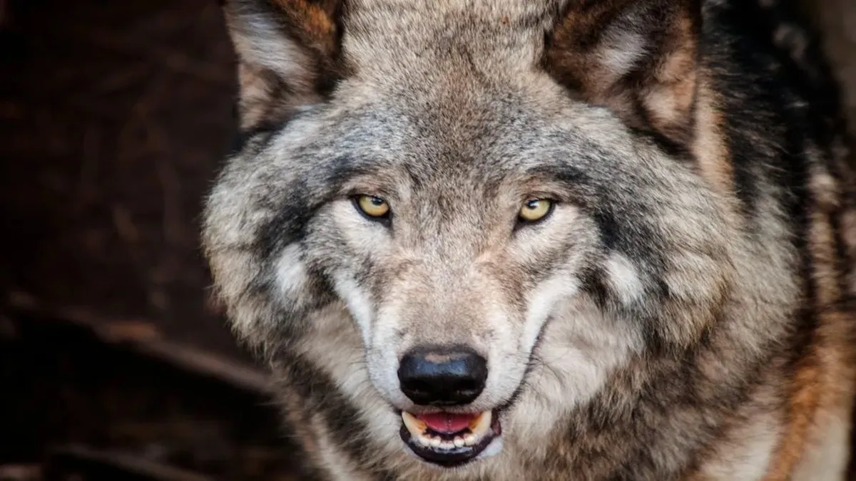 wolf- India TV Hindi