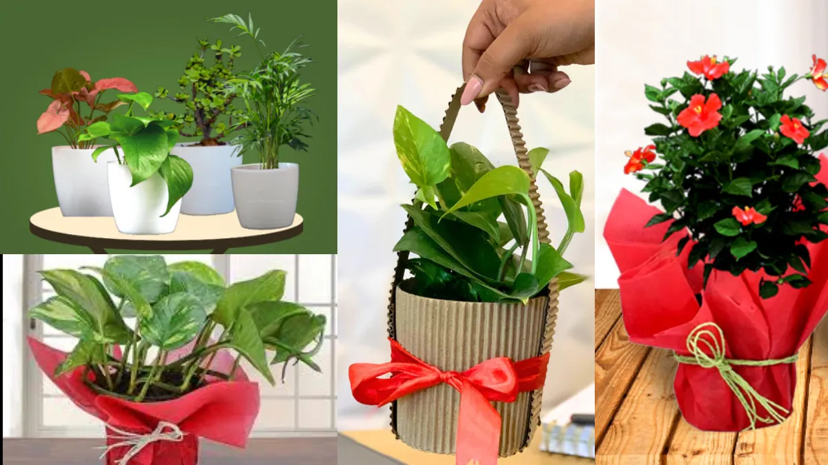 Plants For Diwali Gift- India TV Hindi