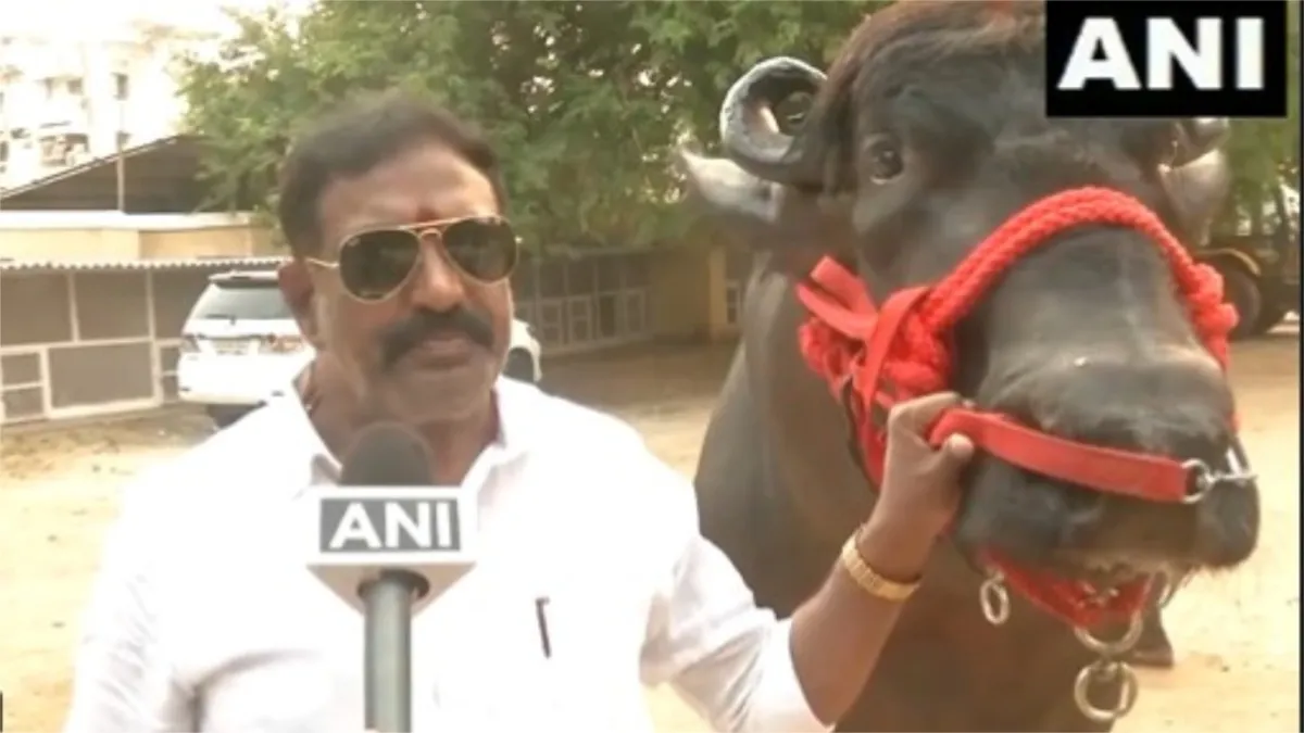 buffalo weight 2 tons was brought to Hyderabad Sadar Festival he eats dry fruits- India TV Hindi