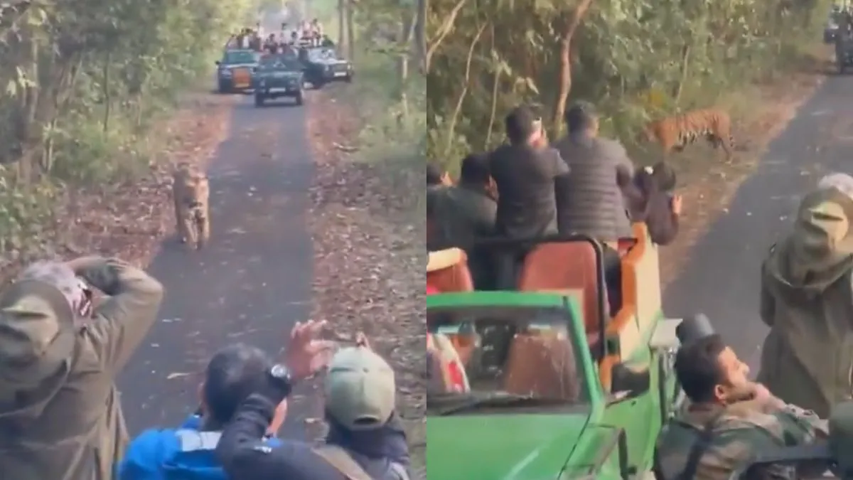 Pilibhit Tiger Reserve, PTR, PTR Tigers- India TV Hindi