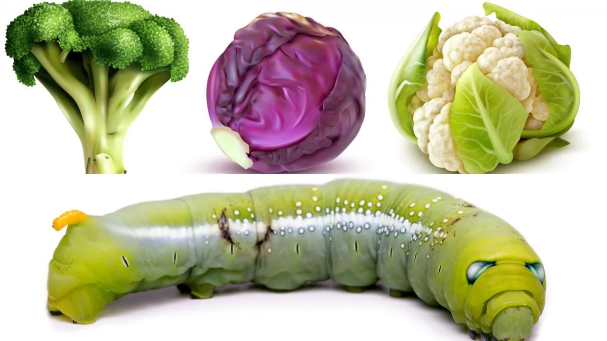 How to remove cabbage worm- India TV Hindi