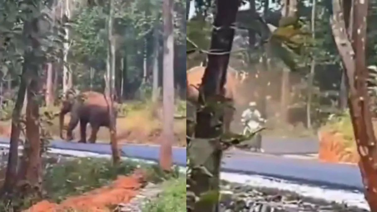 बाइक सवार पर हाथी ने मारा झपट्टा- India TV Hindi