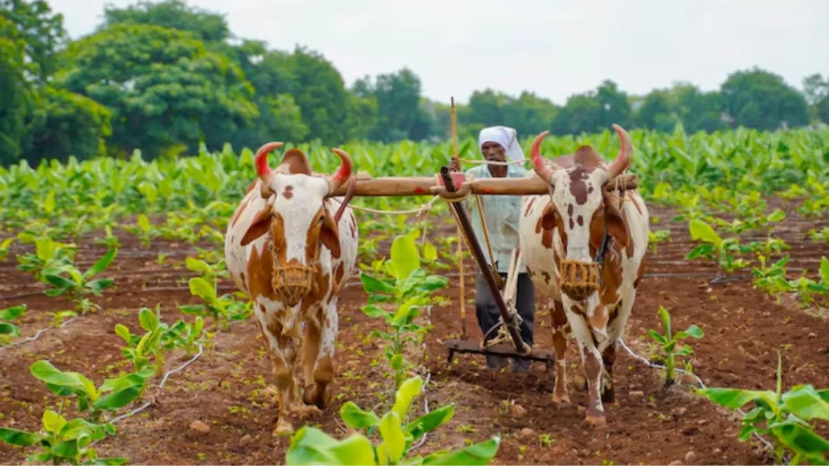 Budget, Budget 2025, Agriculture Budget, Agriculture Budget 2025, Nirmala Sitharaman