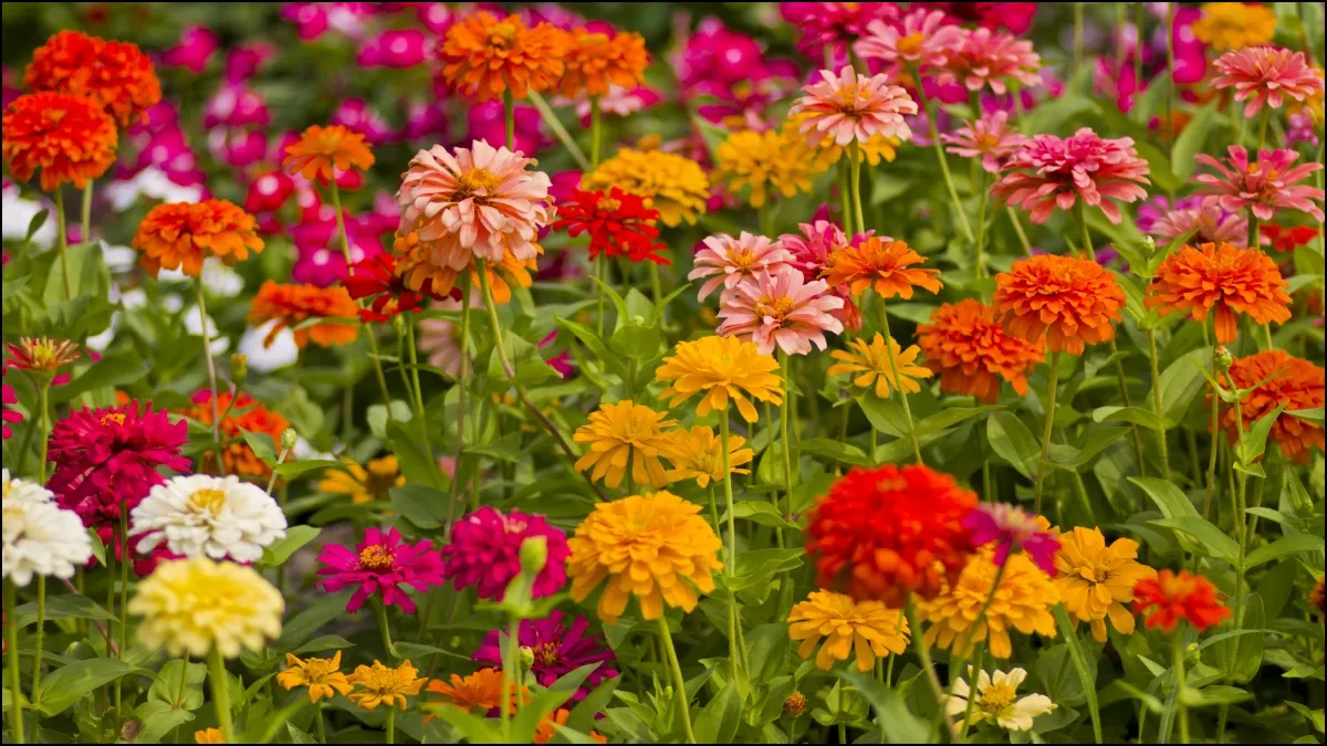 Balcony flowers