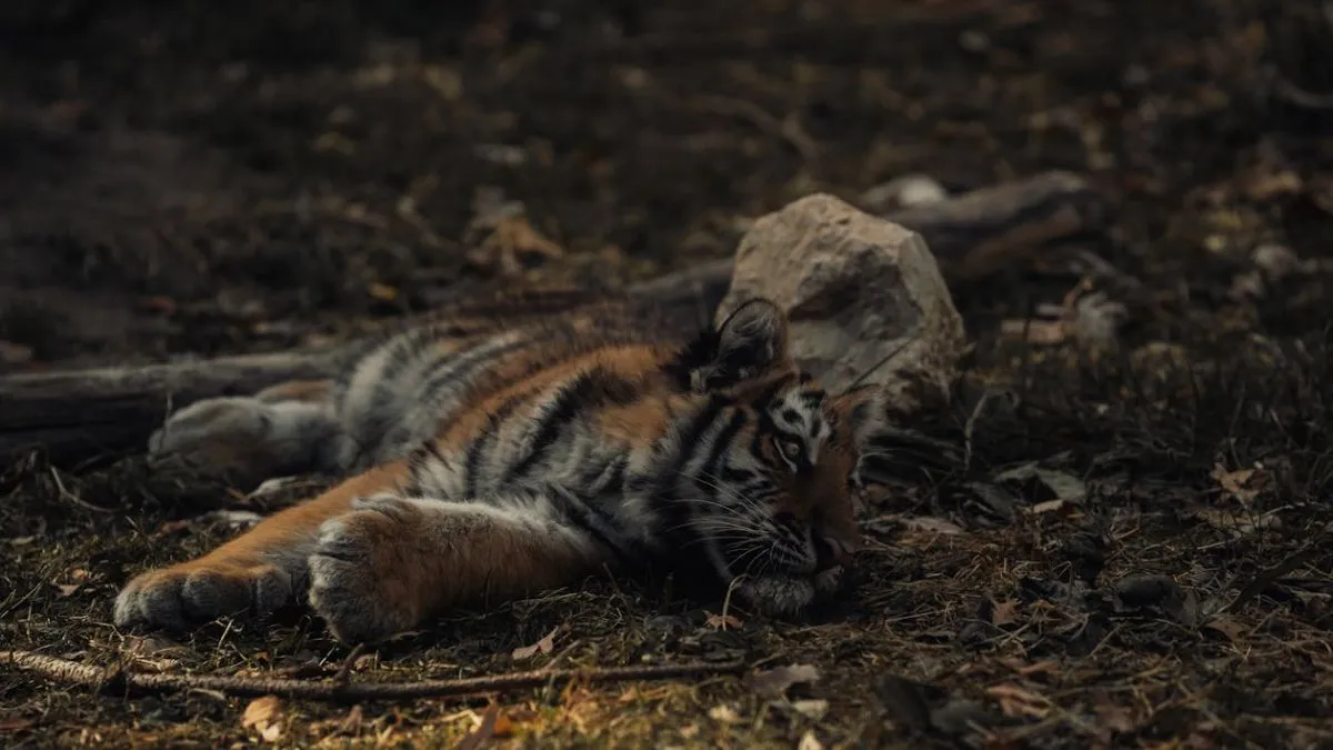 A tiger found in dead state.