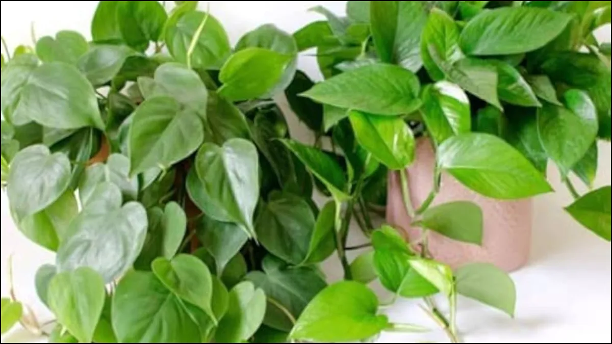 How to make money plant green