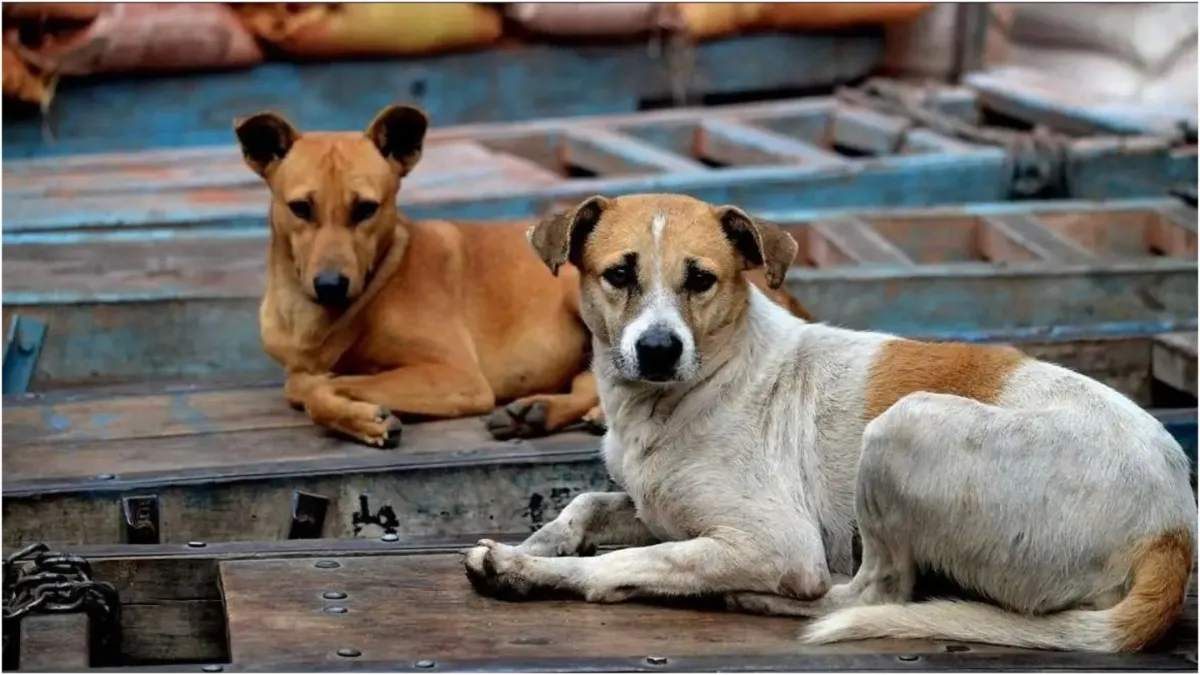 Saharanpur a 9 year old child was attacked by stray dogs and was mauled to death- India TV Hindi
