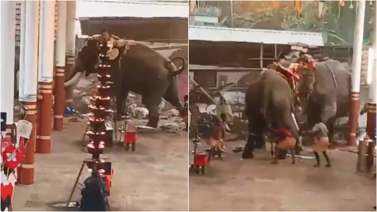 Elephant went on a rampage during temple festival in kerala 3 people died in stampede more than 30 p