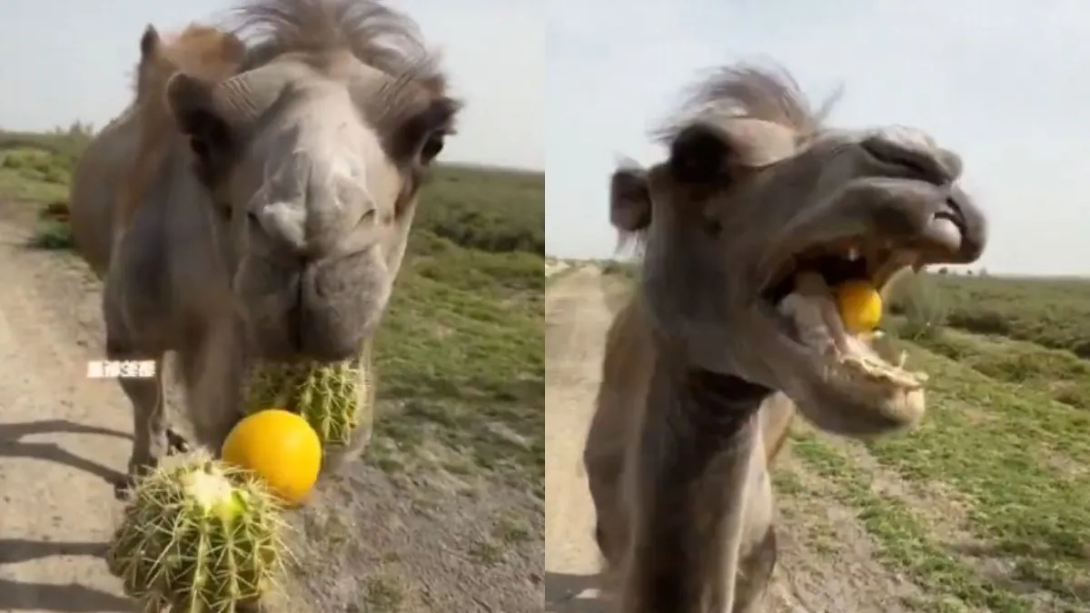 वायरल वीडियो का स्क्रीनशॉट- India TV Hindi