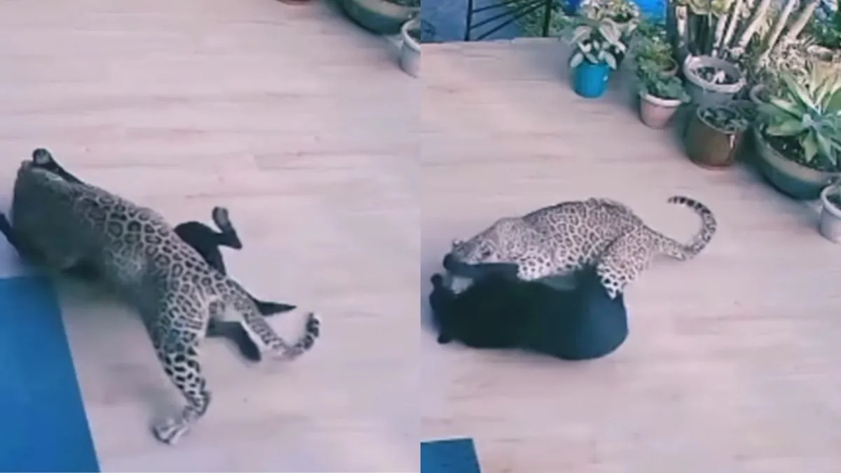 Cachorro atacou o leopardo