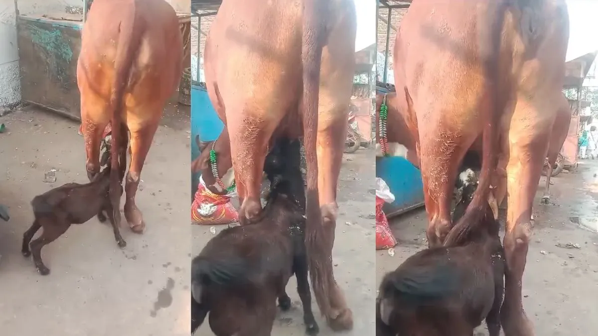 goat kid video viral- India TV Hindi