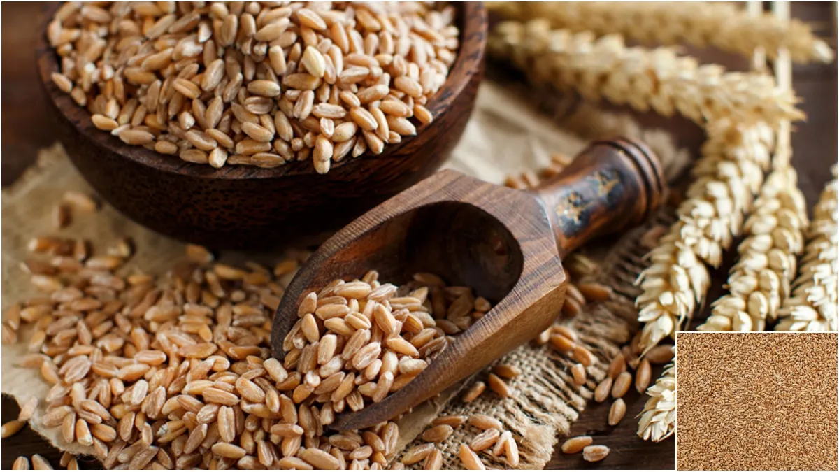 Wheat