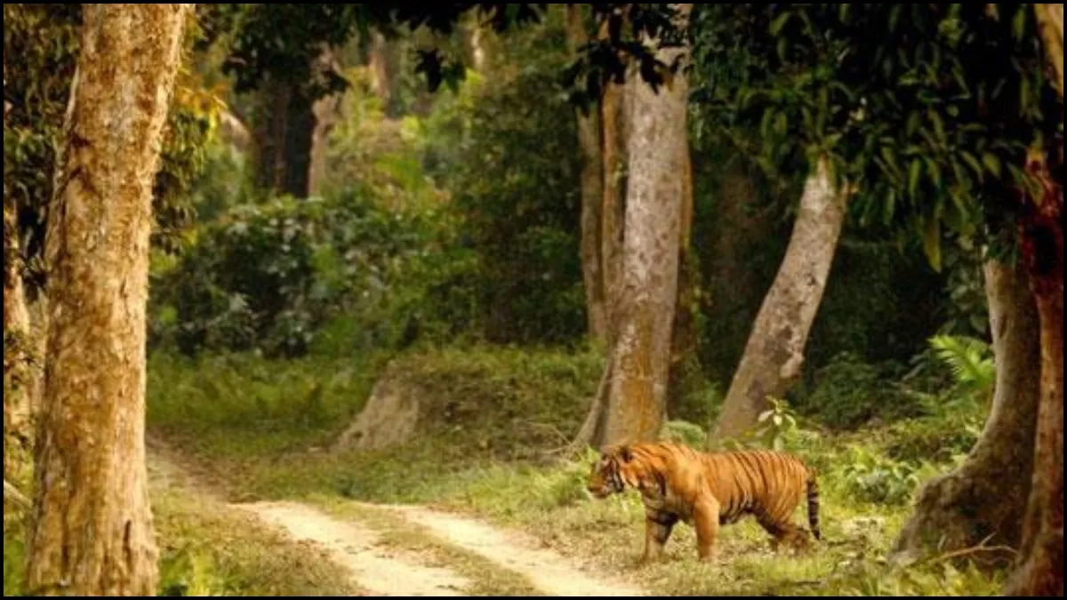 Assam Forest- India TV Hindi