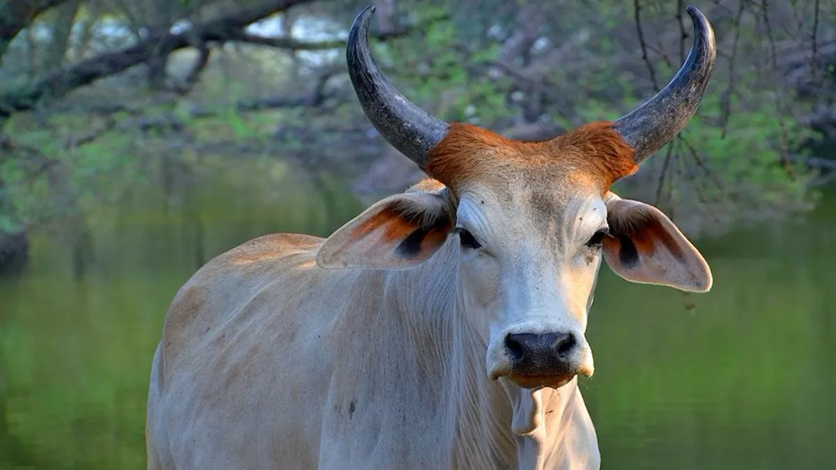 प्रतीकात्मक तस्वीर- India TV Hindi