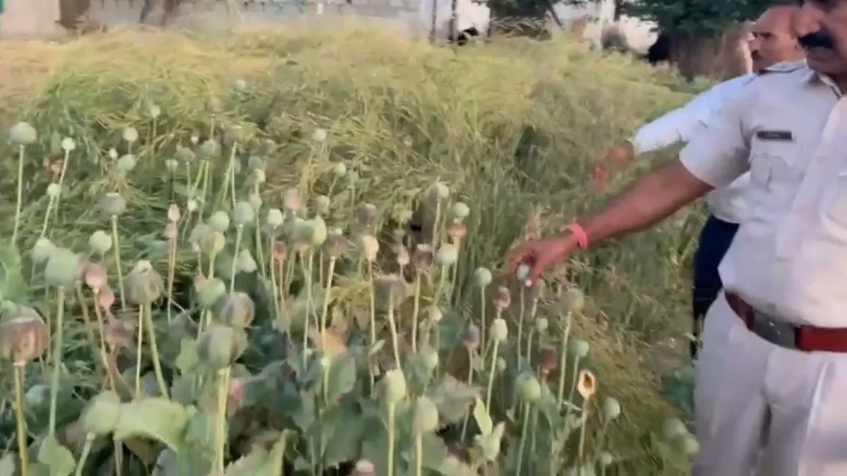 अवैध अफीम की फसल को नष्ट किया गया।- India TV Hindi