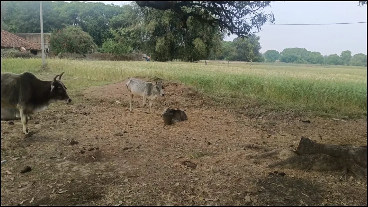 rewa village- India TV Hindi