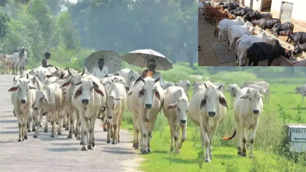 Pashupalak kisan