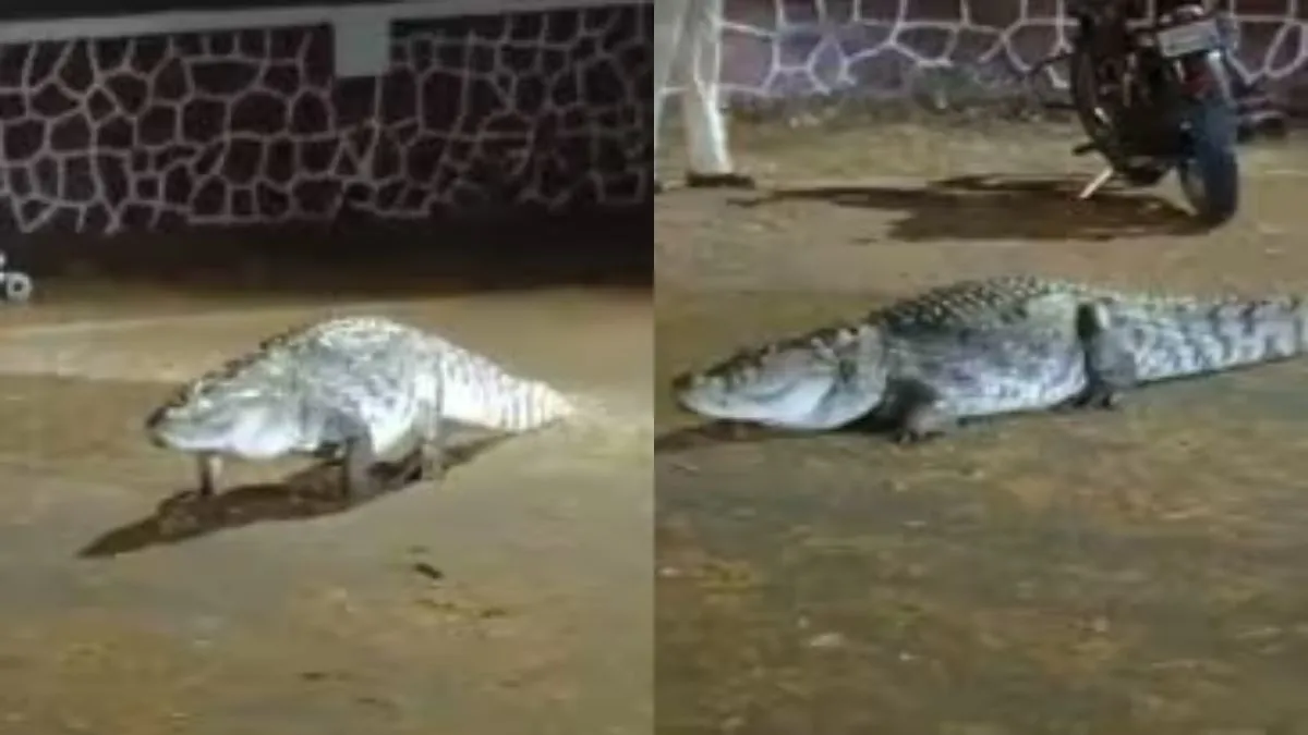 IIT मुंबई कैंपस में दिखा मगरमच्छ- India TV Hindi