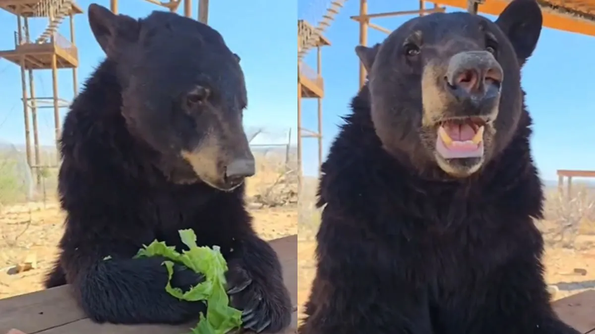 डिनर टेबल पर बैठकर खाना खाते दिखा भालू- India TV Hindi