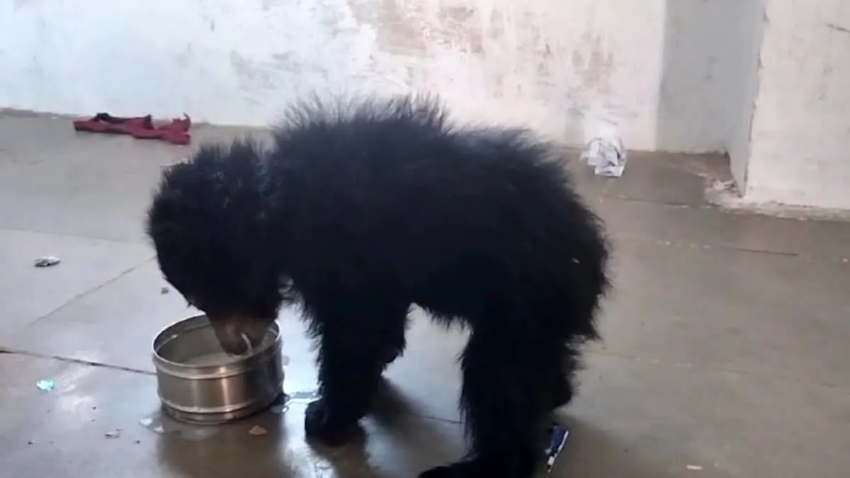 bear cub- India TV Hindi