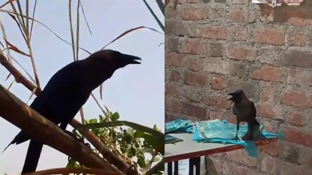 बोलने वाला कौवा बना चर्चा विषय।- India TV Hindi
