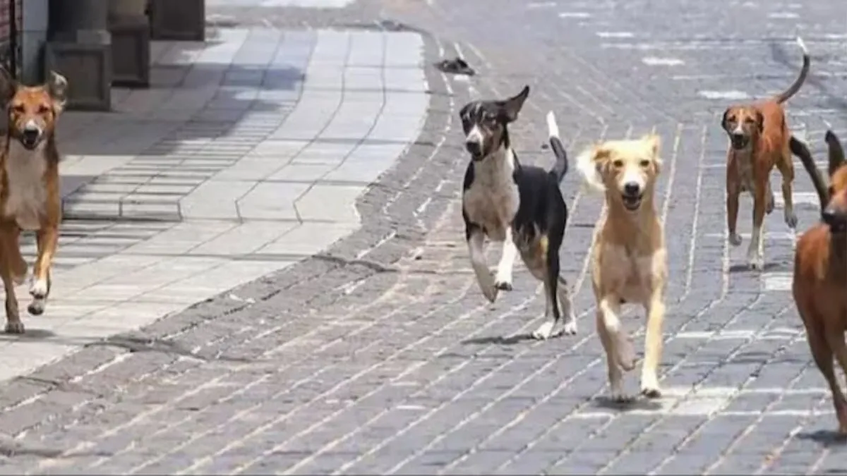 stray dogs attack, stray dogs indore, Indore, stray dogs- India TV Hindi