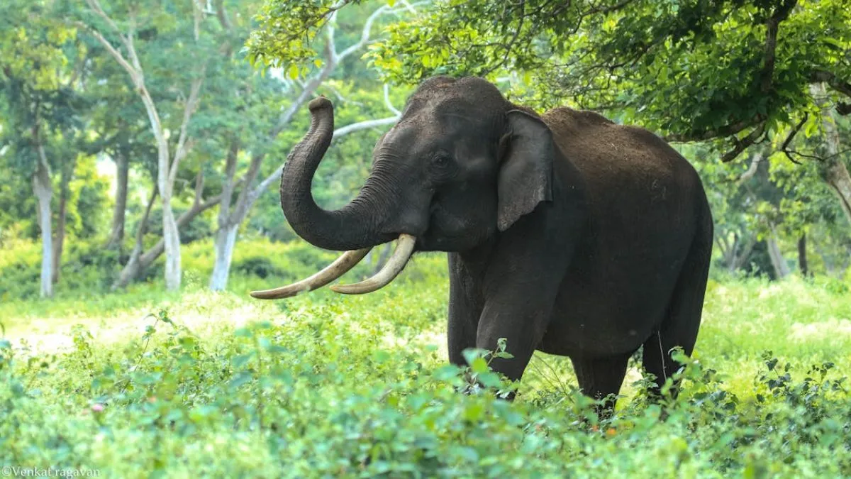 Chhattisgarh News, Chhattisgarh, Balrampur, Wild Elephant, Attack- India TV Hindi