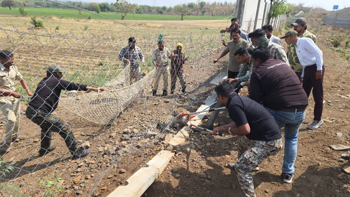 खेतों में फंसे तेंदुए का रेस्क्यू ऑपरेशन- India TV Hindi