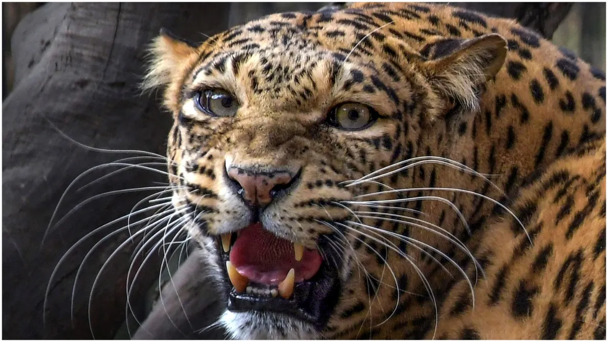 Leopard attacked three people working in the field 400 villagers surrounded the wild animal- India TV Hindi