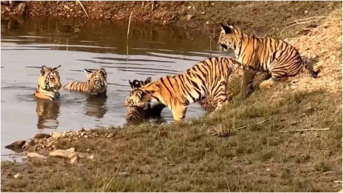 nagpur 5 cubs seen having fun in water with tigress video surfaced- India TV Hindi