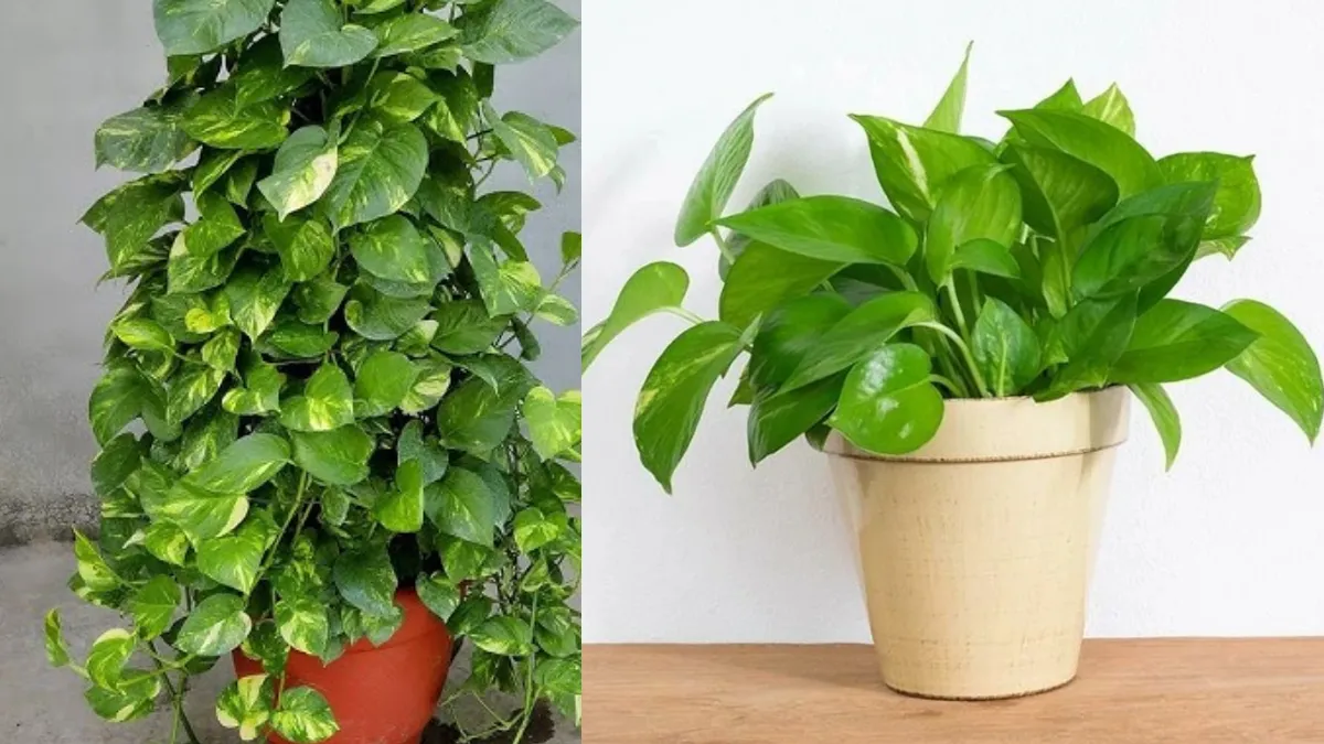 गर्मी में कैसे करें मनी प्लांट की देखभाल