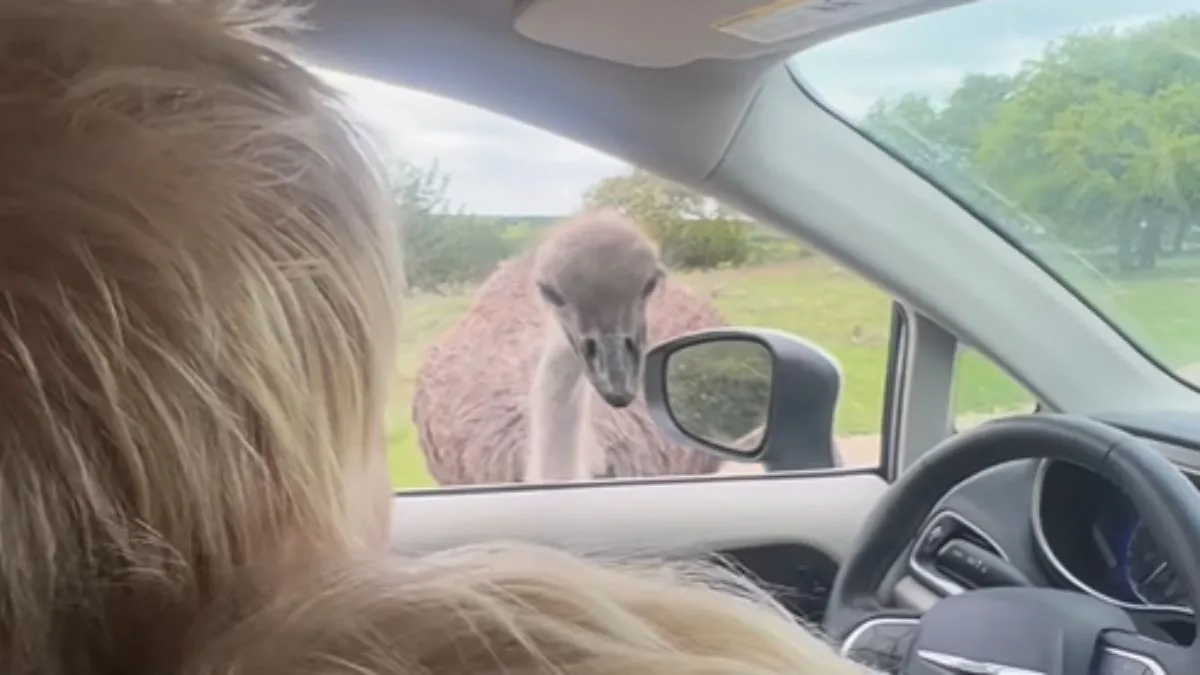 Boris Johnson ostrich, Boris Johnson, ostrich, Texas, wildlife park