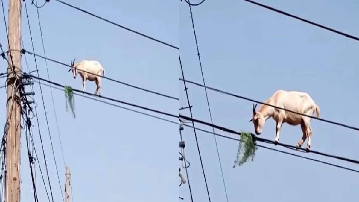 तार पर चढ़ी बकरी