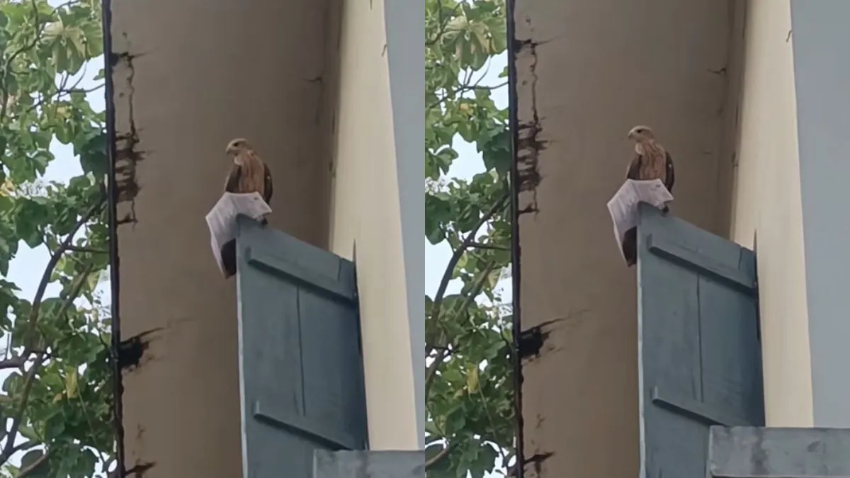 एडमिट कार्ड लेकर उड़ा और खिड़की पर जा बैठा बाज- India TV Hindi