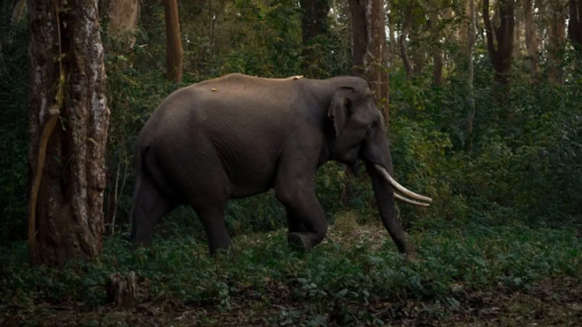 Chhattisgarh News, Balrampur, elephant attack, death- India TV Hindi